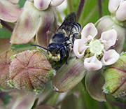 Bees